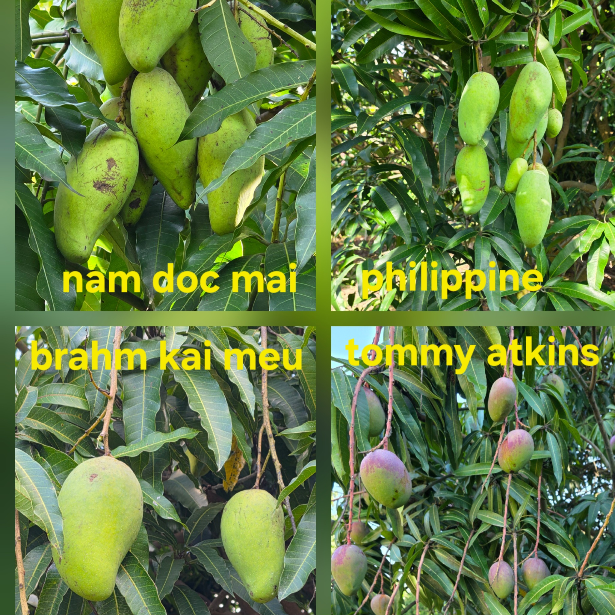 Fruit Variety Picture
